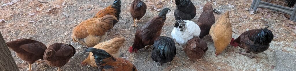 chickens_bottom