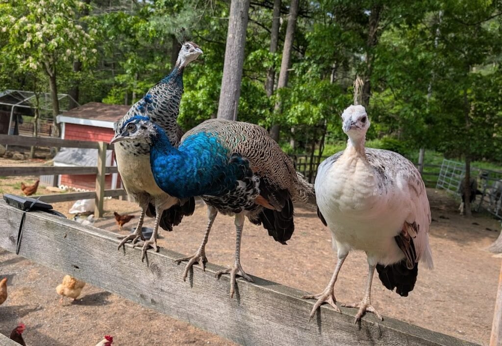 peacock_fence